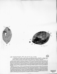 Pestalotia guepinii image